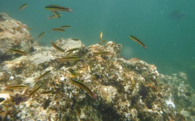 Expérience privée de snorkeling et excursion en bateau à la plage de Las Animas photo 4