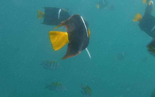 Expérience privée de snorkeling et excursion en bateau à la plage de Las Animas photo 5