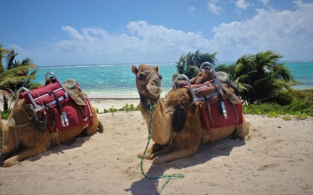 ENJOY UNIQUE CAMEL RIDE in Puerto Morelos with Transportation photo 7