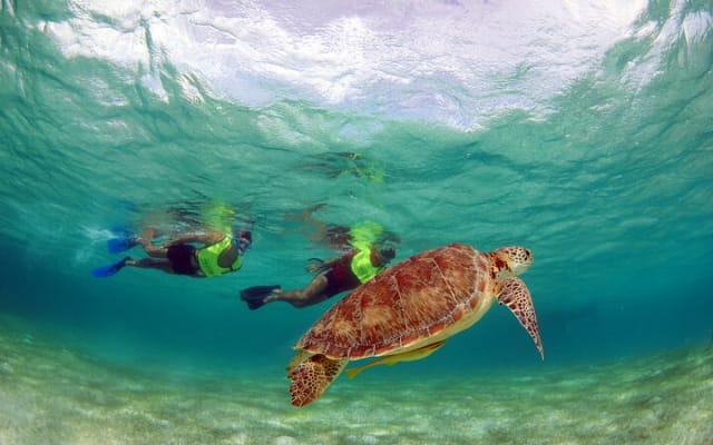 EXPERIENCE SWIMMING with the TURTLES and Discover the amazing Tulum Ruins tours. photo 5
