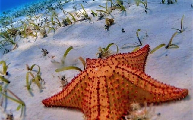Full-Day El Cielo Snorkel Tour in Cozumel with Transportation and Lunch photo 3