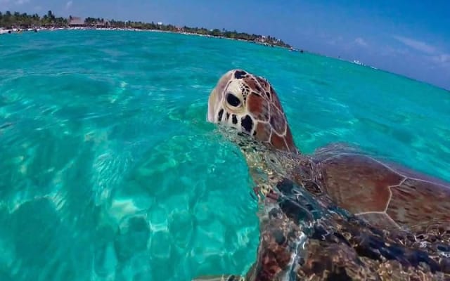 Experience swimming with turtles and explore the ruins of Tulum. Lunch included. photo 2