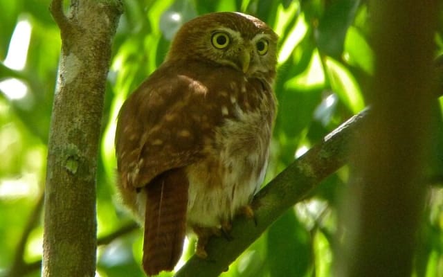 Birdwatching in Sian Ka´an Muyil from Tulum - Shared Group Tour photo 6