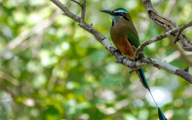 Birdwatching in Sian Ka´an Muyil from Tulum - Shared Group Tour photo 5