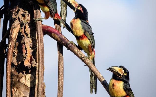 Birdwatching in Sian Ka´an Muyil from Tulum - Shared Group Tour photo 3