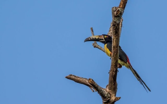 Birdwatching in Sian Ka´an Muyil from Tulum - Shared Group Tour photo 15