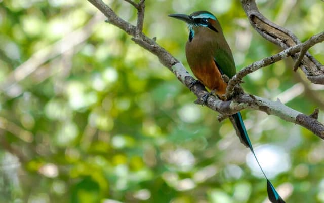Birdwatching in Coba from Tulum - Shared Group Tour photo 4
