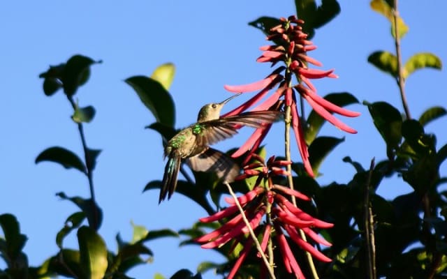 Birdwatching in Coba from Tulum - Shared Group Tour photo 9