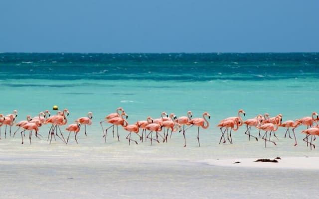Full-Day Tour of Holbox Island with Lunch photo 6