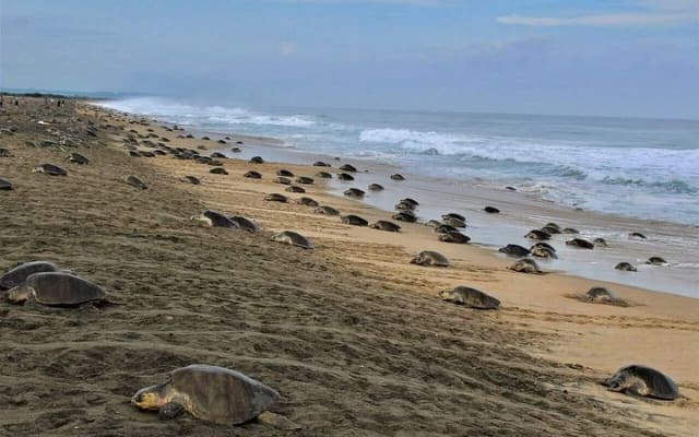 Tour 4 en 1 - Mazunte, fábrica de cacao, La Ventanilla y desove de tortugas photo 2