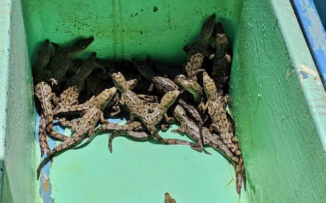 Tour 4 en 1 - Mazunte, fábrica de cacao, La Ventanilla y desove de tortugas photo 9