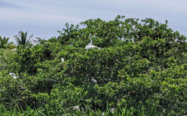 Tour 4 en 1 - Mazunte, fábrica de cacao, La Ventanilla y desove de tortugas photo 15