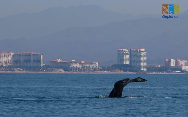 Observation privée des baleines à Puerto Vallarta photo 3