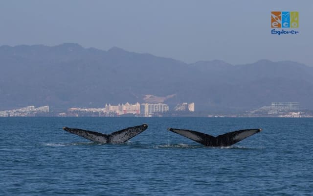 Observation privée des baleines à Puerto Vallarta photo 4