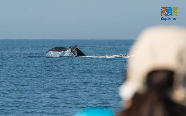 Observation privée des baleines à Puerto Vallarta photo 5