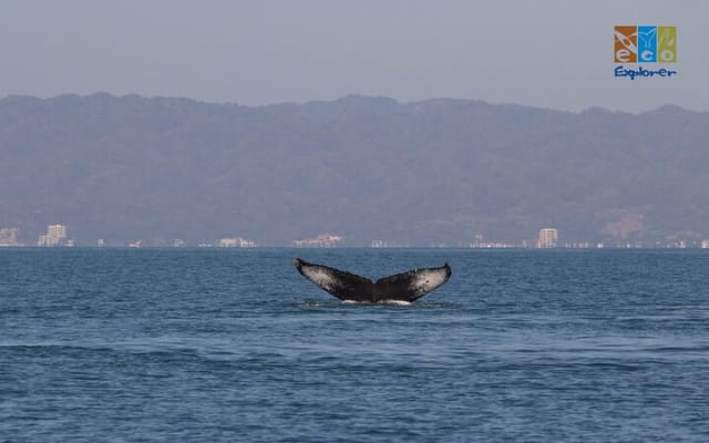 Observation privée des baleines à Puerto Vallarta photo 6