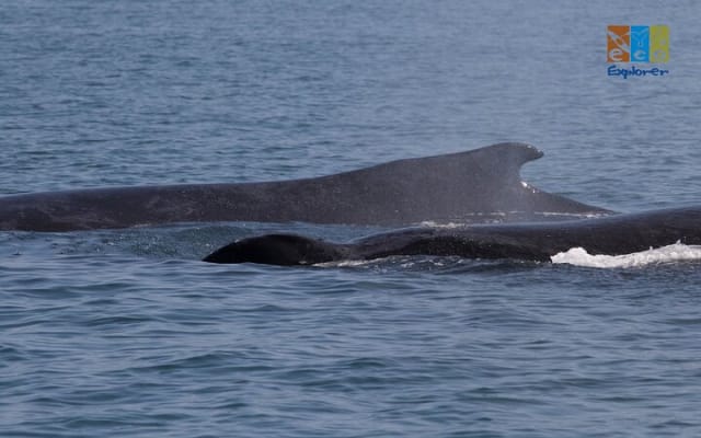 Observation privée des baleines à Puerto Vallarta photo 9