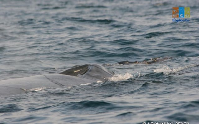 Observation privée des baleines à Puerto Vallarta photo 13