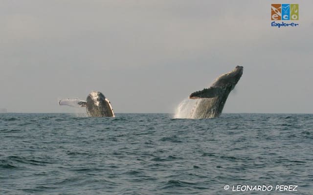 Observation privée des baleines à Puerto Vallarta photo 14