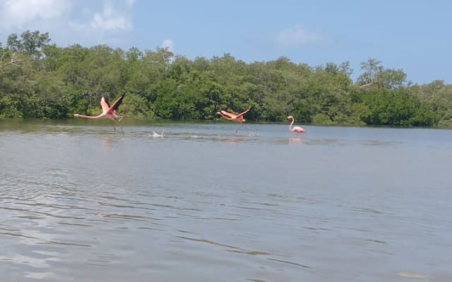 Holbox Mangrove Kayaking Tour photo 3