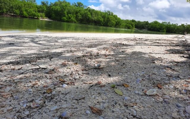 Holbox Mangrove Kayaking Tour photo 4