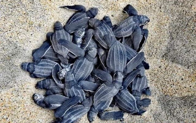 From Huatulco: Turtle Release & Bioluminescence