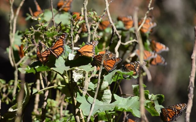Butterfly Monarch Tour from Mexico City