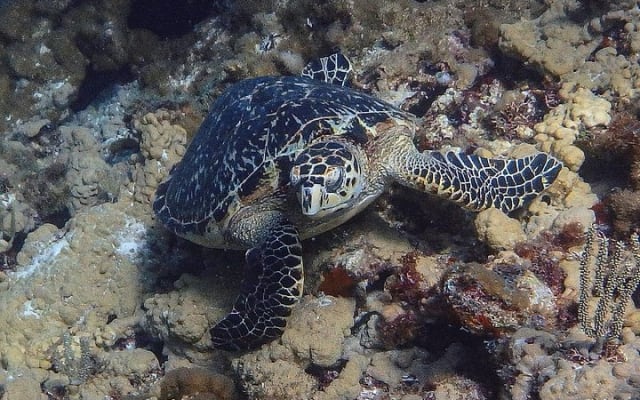 Cours de certification de plongée Scuba Diver photo 4