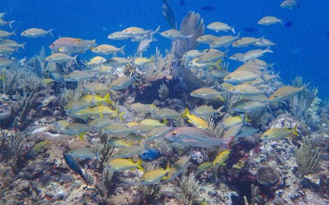 Cours de certification de plongée Scuba Diver photo 5
