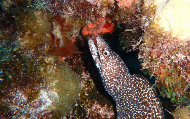 Cours de certification de plongée Scuba Diver photo 6