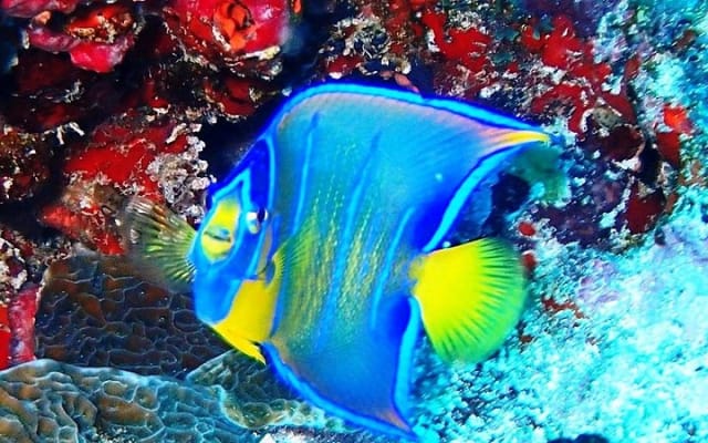 Cours de certification de plongée Scuba Diver photo 8