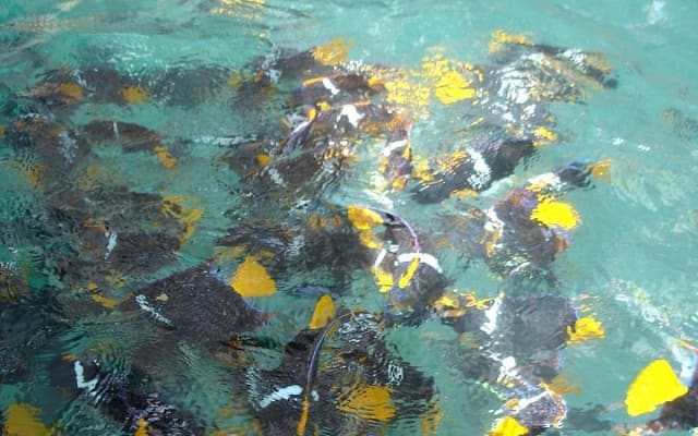 Marietas Islands Eco Discovery Snorkeling Adventure photo 4