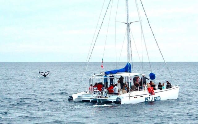Whale Watching Tour in Los Cabos
