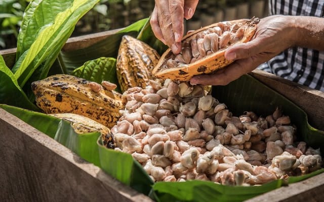 Tulum: Chocolate & Honey Sanctuary Experience with Cenote photo 3