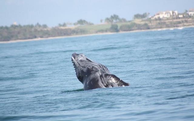 Whale Watching and Snorkeling in Marietas Islands National Park photo 3