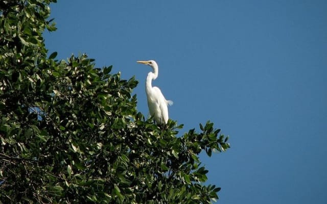 Private Tour: Celestun Biosphere Reserve by Yucatan Concierge photo 6