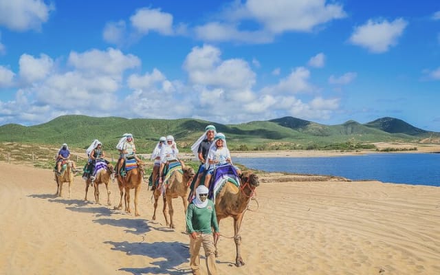 Balade à dos de chameau sur la plage et rencontre avec les chameaux à Cabo photo 5