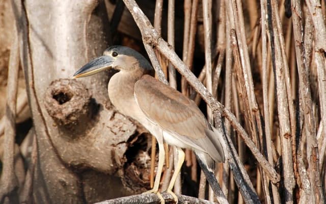 Private Birdwatching Tour in Sian Ka'an Muyil photo 13