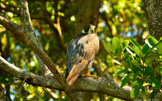 Private Birdwatching Tour in Sian Ka'an Muyil photo 7