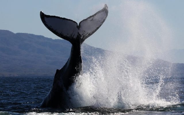 Aventure d'observation des baleines avec un biologiste marin photo 12
