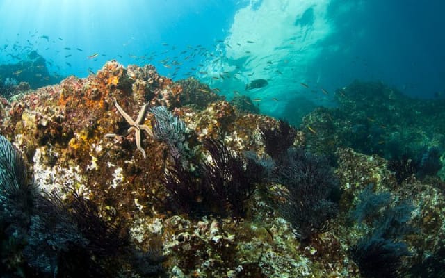 3-Tank Scuba in Marine Reserve and Corridor for Certified Divers