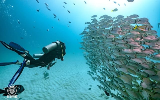 Local Dive in Playa del Carmen