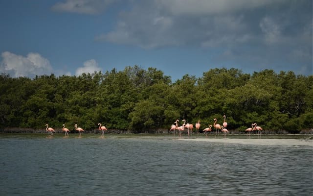 Boat Tour of Three Islands in Holbox with Transportation photo 7