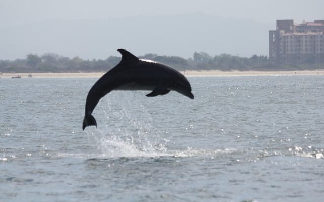 Rencontre avec des dauphins sauvages et aventure de snorkeling photo 13