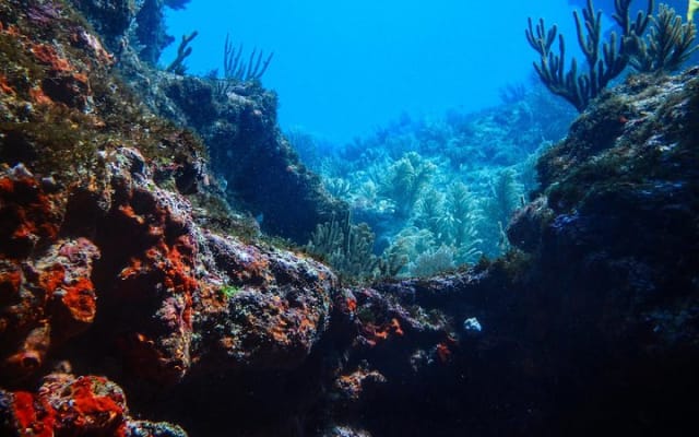 Cours de certification de plongée Scuba Diver photo 9