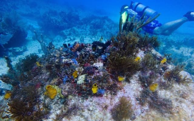 Cours de certification de plongée Scuba Diver photo 3