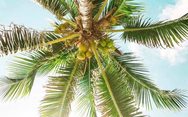 Xcaret to Tulum - Private Transfer with Optional Sightseeing photo 9