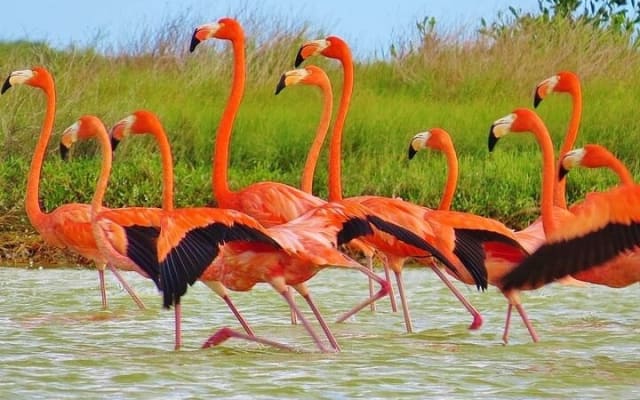 Rio Lagartos Biosphere + Coloradas Gorgeous Pink Lake! From Tulum photo 9