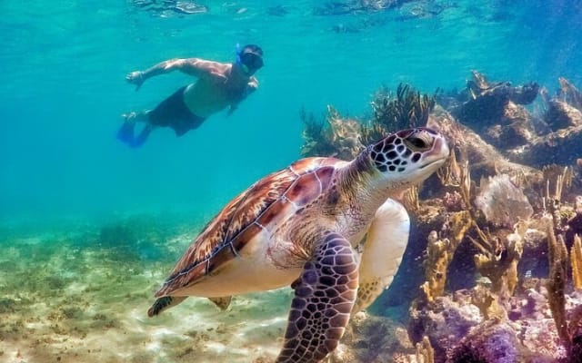 Tulum Mayan Ruins and Snorkeling with Turtles at Akumal photo 9