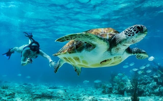Tulum Mayan Ruins and Snorkeling with Turtles at Akumal photo 5